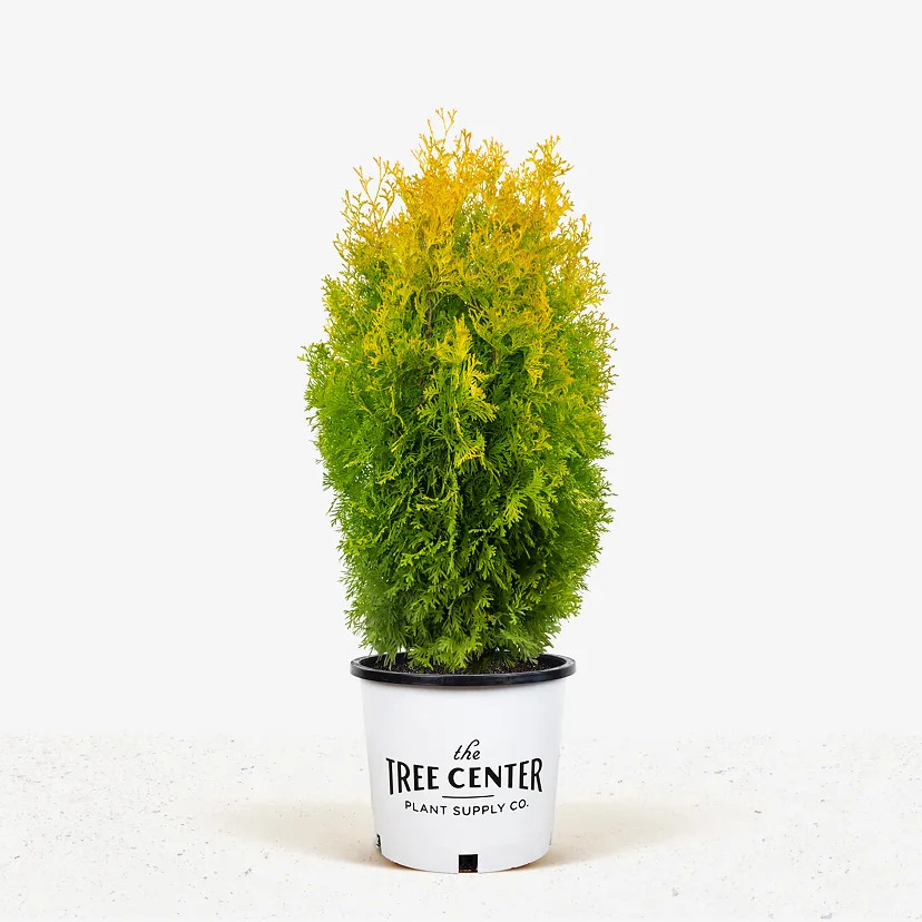 Amber Gold Arborvitae For Sale Online | The Tree Center