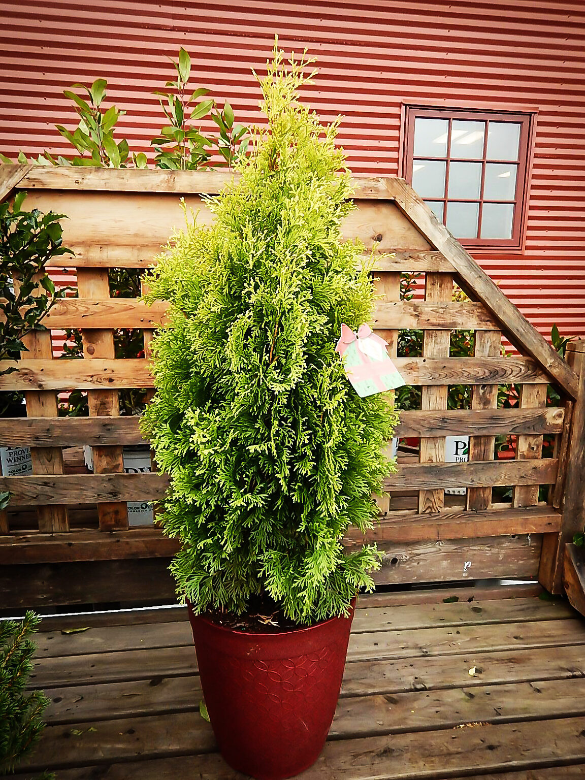 Arborvitae Sale Near Me