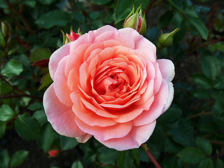 Apricot Drift® Roses For Sale Online | The Tree Center