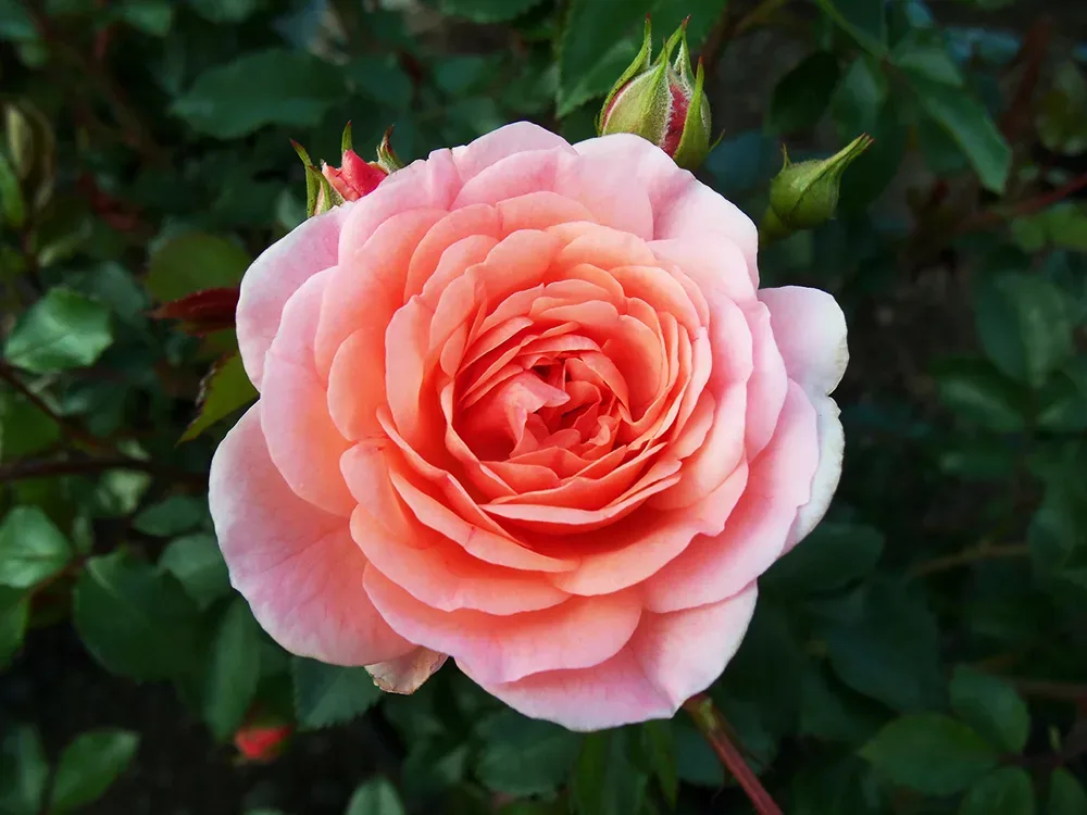 Apricot Drift® Roses For Sale Online