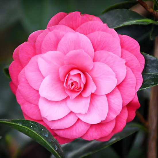 April Kiss Camellias For Sale Online | The Tree Center
