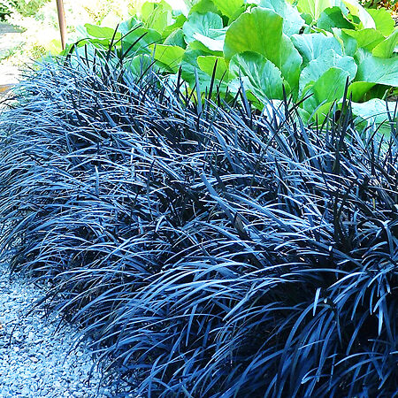 Black Mondo Grass | Buy Black Mondo Grass Online | The Tree Center