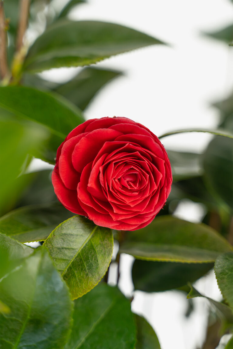 Black Tie Camellia For Sale Online | The Tree Center