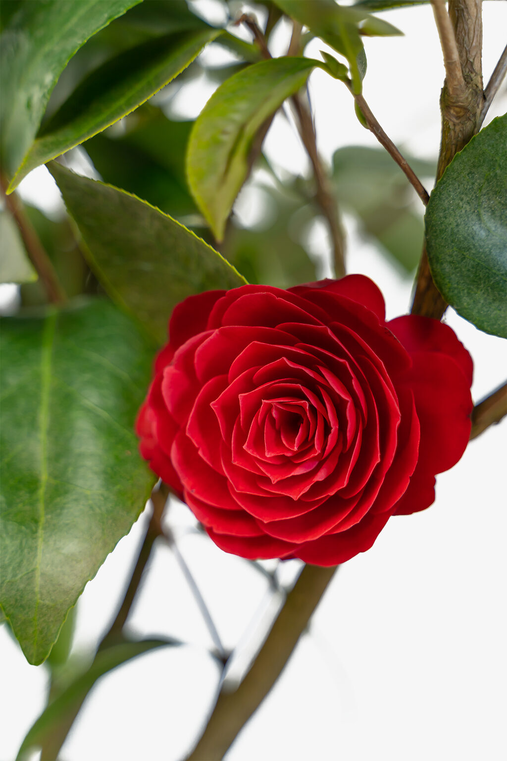 Black Tie Camellia For Sale Online | The Tree Center