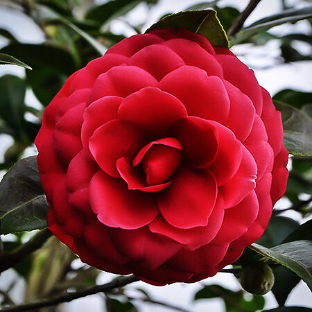 camellia black tie