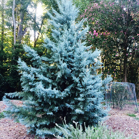 Blue Ice Arizona Cypress For Sale Online | The Tree Center