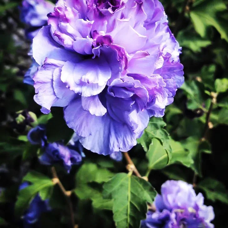 Blueberry Smoothie™ Hardy Hibiscus For Sale Online The Tree Center