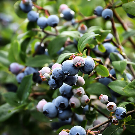 Bluejay Blueberry Bush For Sale Online | The Tree Center