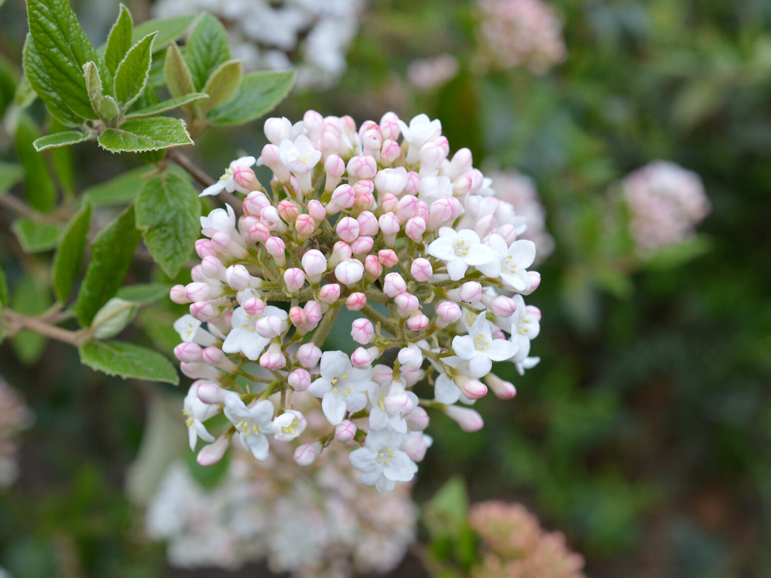 Burkwood Viburnum For Sale Online | The Tree Center