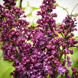 Charles Joly Lilac For Sale Online | The Tree Center