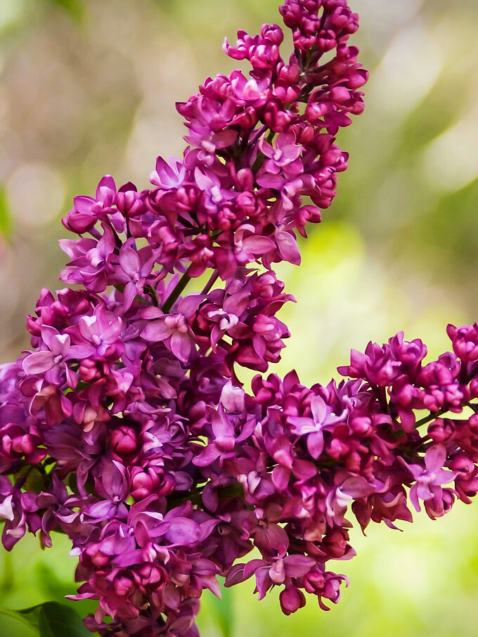 Nadezhda Lilac Shrubs For Sale Online | The Tree Center