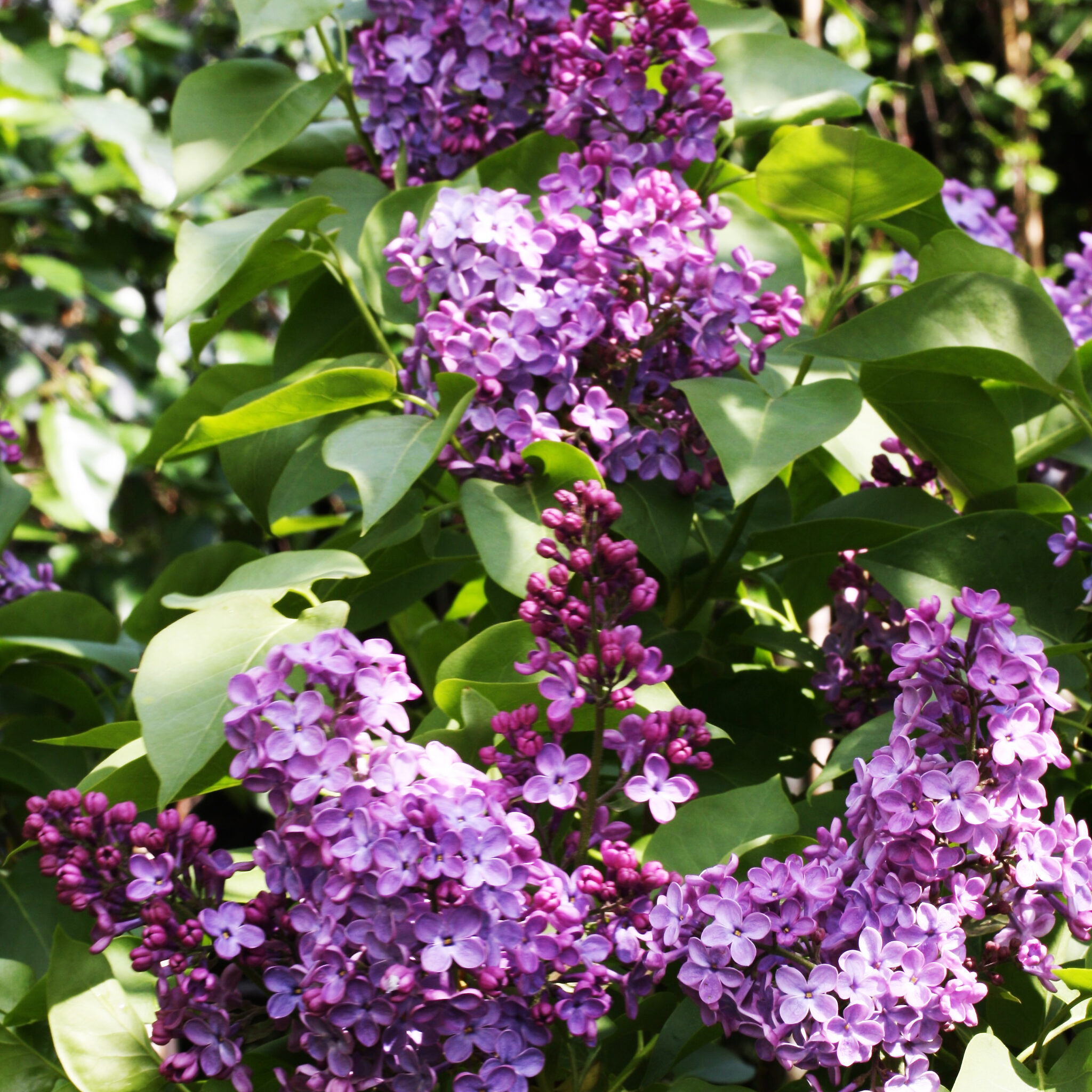 Charles Joly Lilac For Sale Online | The Tree Center