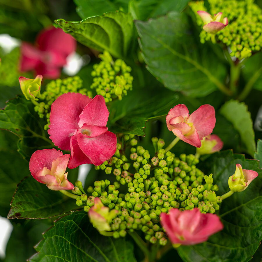 Cherry Explosion Hydrangea For Sale Online | The Tree Center