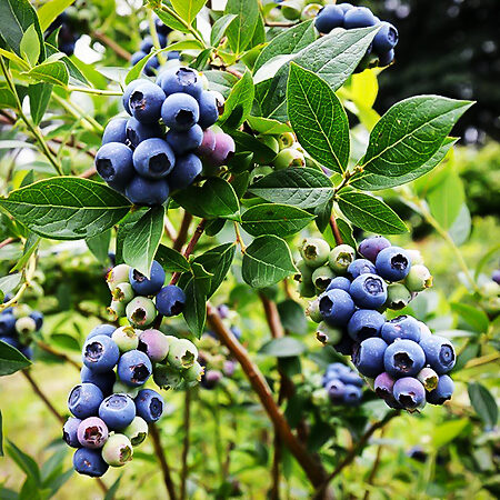 Climax Blueberry Bush For Sale Online | The Tree Center