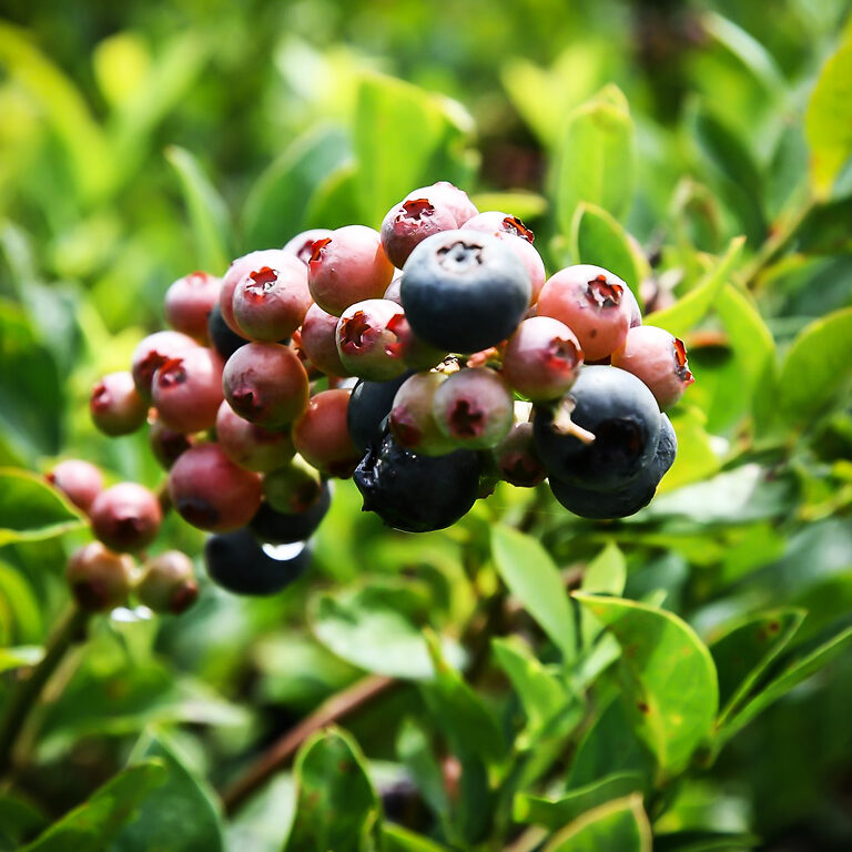 Climax Blueberry Bush For Sale Online | The Tree Center