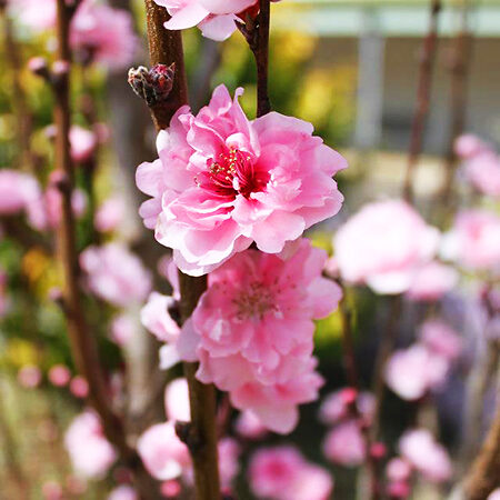 Corinthian Rose Flowering Peach Tree For Sale Online | The Tree Center