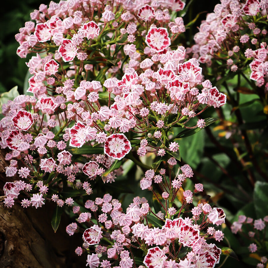 Elf Mountain Laurel For Sale Online The Tree Center