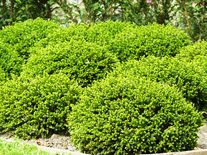 Emerald Jewel Boxwood For Sale Online | The Tree Center