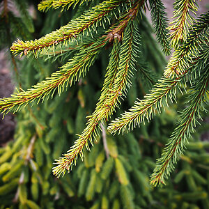 Gold Drift Norway Spruce For Sale Online | The Tree Center