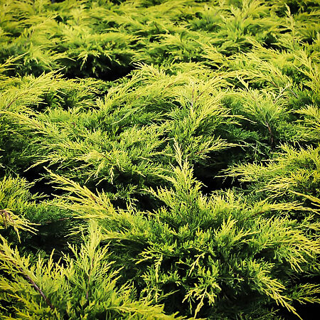 Gold Lace Juniper For Sale Online | The Tree Center