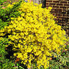 Gold Tide Forsythia For Sale Online | The Tree Center