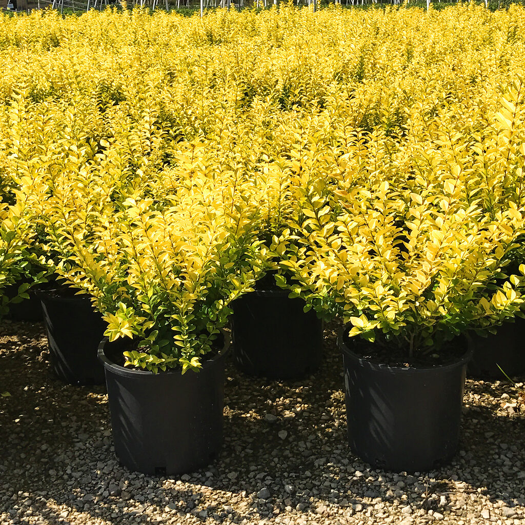 Golden Privet For Sale Online | The Tree Center