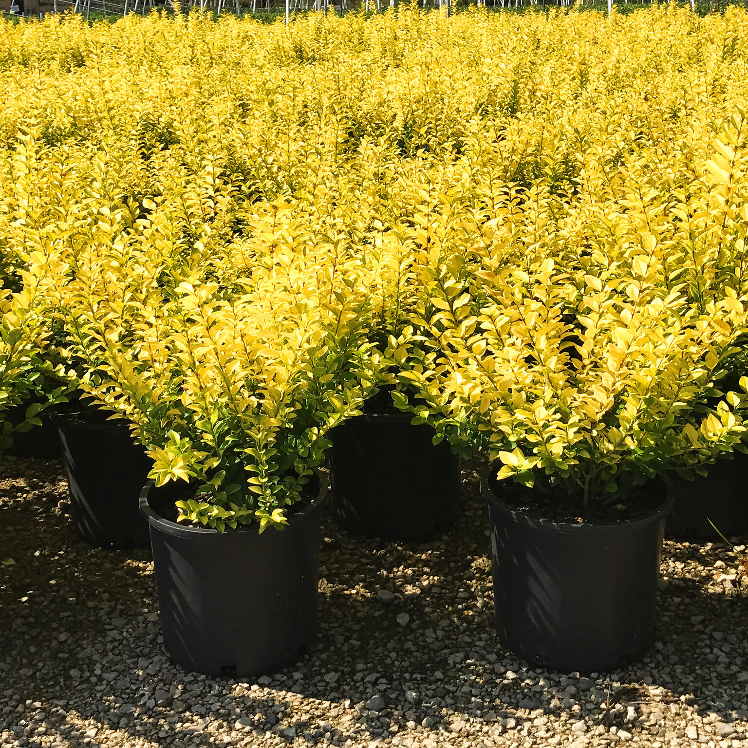 Golden Privet For Sale Online The Tree Center