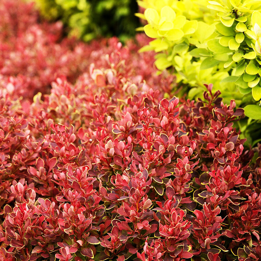 Golden Ruby Barberry For Sale Online | The Tree Center