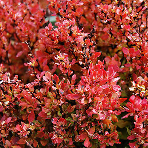 Golden Ruby Barberry For Sale Online | The Tree Center