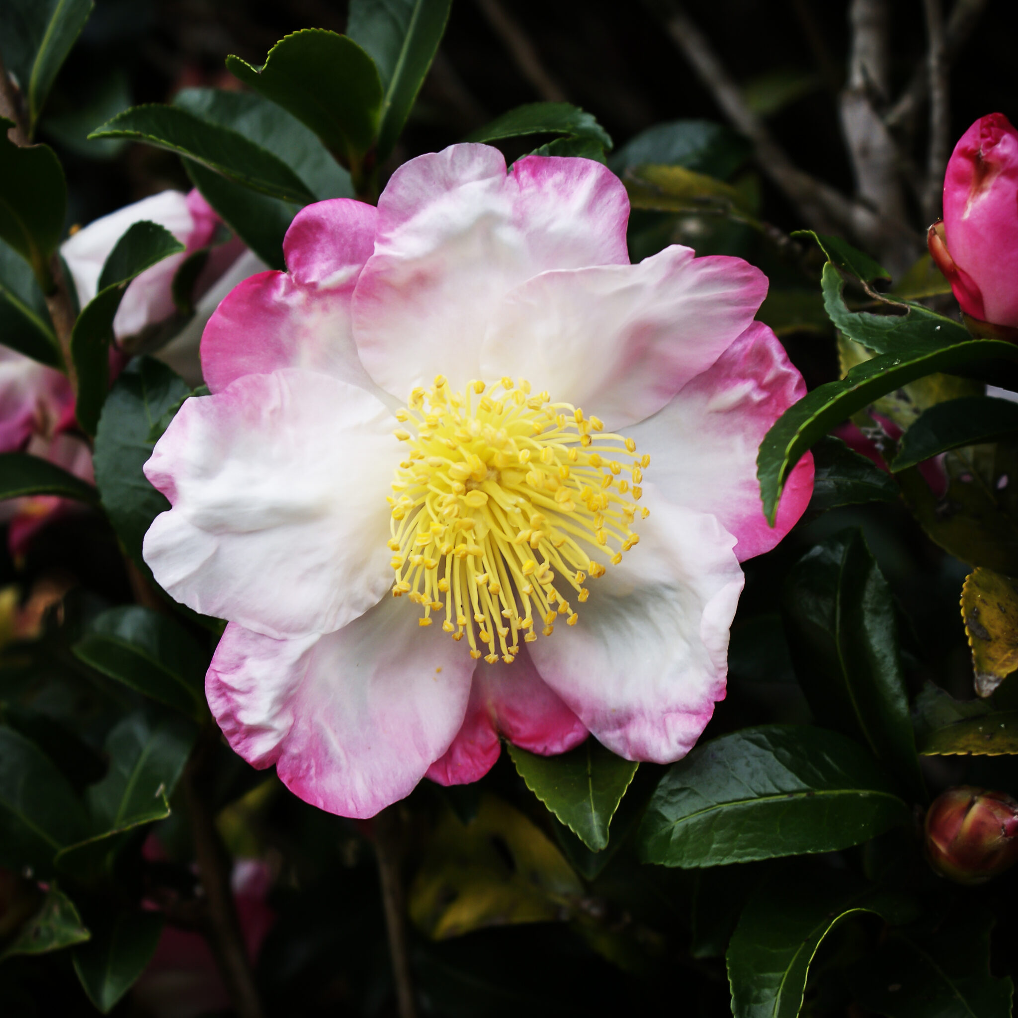 Hana Jiman Camellias For Sale Online | The Tree Center