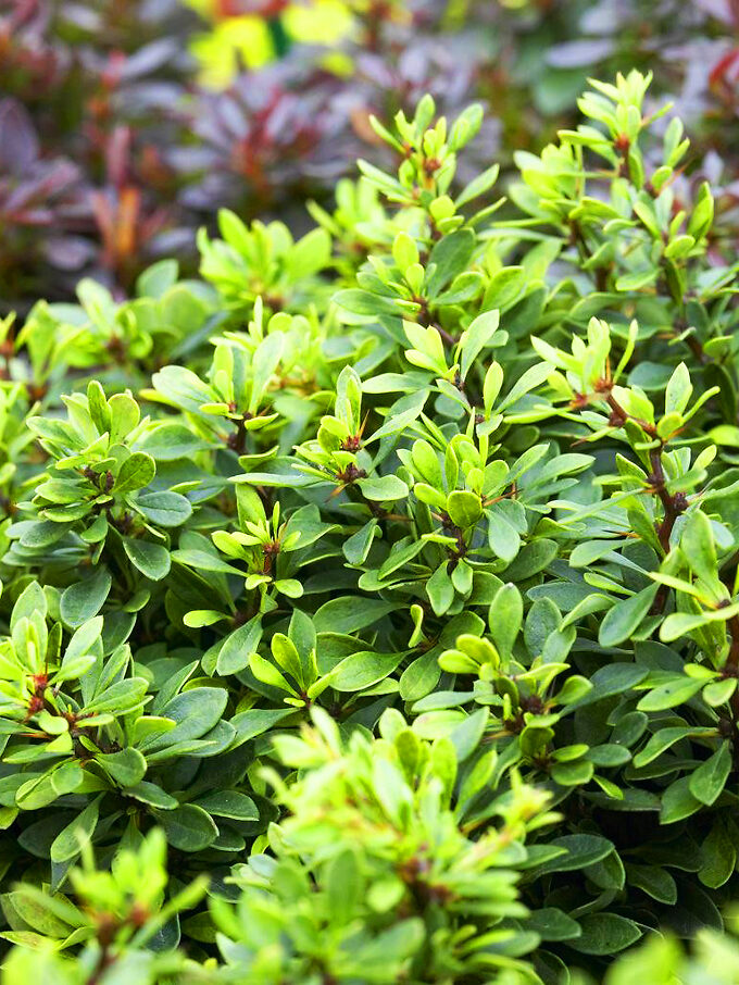 Fireball Japanese Barberry Shrubs For Sale Online | The Tree Center