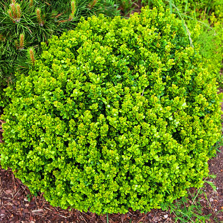 Kobold Barberry For Sale Online | The Tree Center