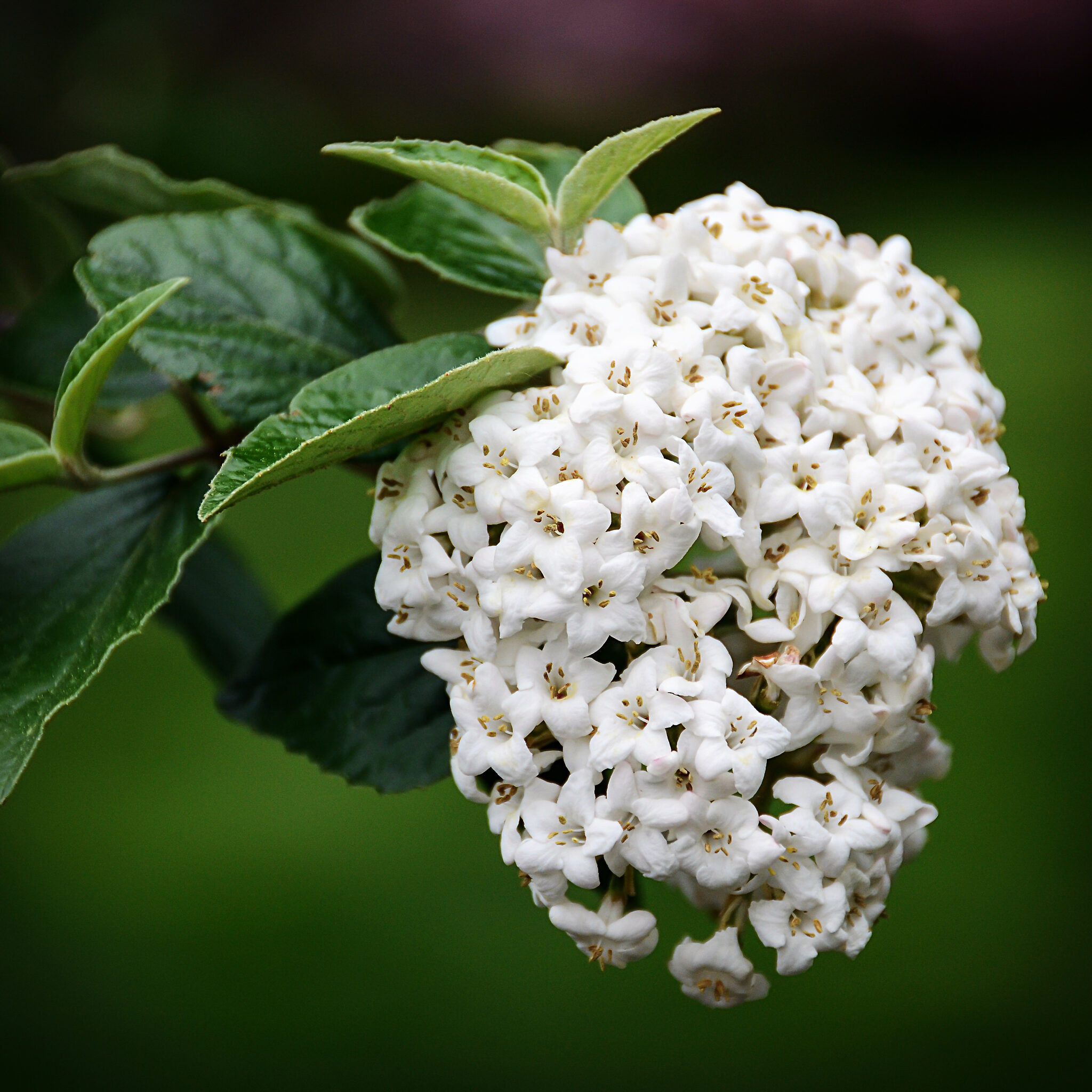 korean-spice-viburnum-for-sale-online-the-tree-center