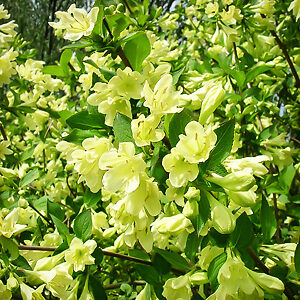 Lemon Ice Weigela For Sale Online | The Tree Center