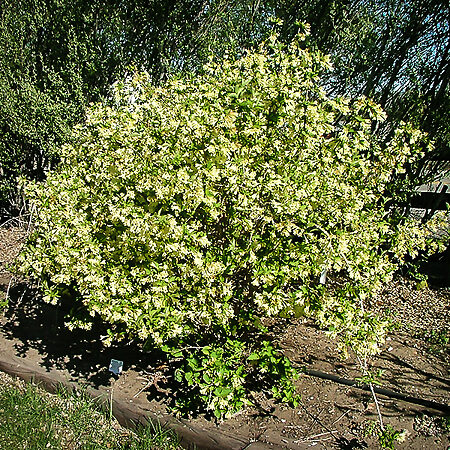 Lemon Ice Weigela For Sale Online | The Tree Center