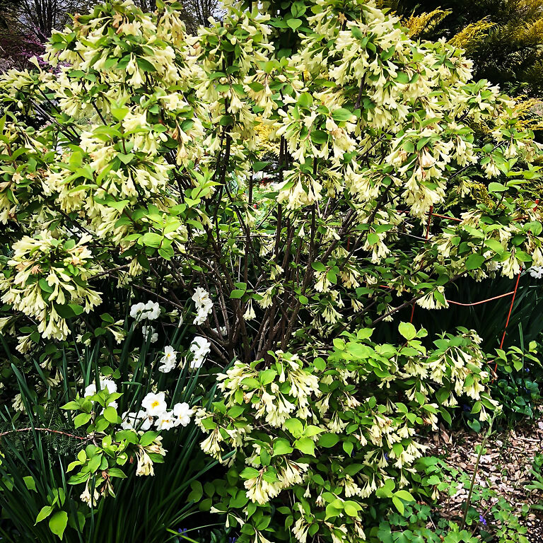 Lemon Ice Weigela For Sale Online | The Tree Center