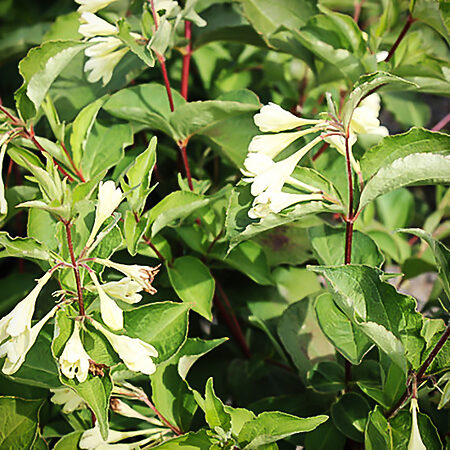 Lemon Ice Weigela For Sale Online | The Tree Center