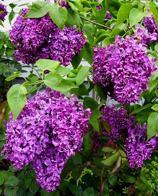 Monge Purple Lilac For Sale Online | The Tree Center