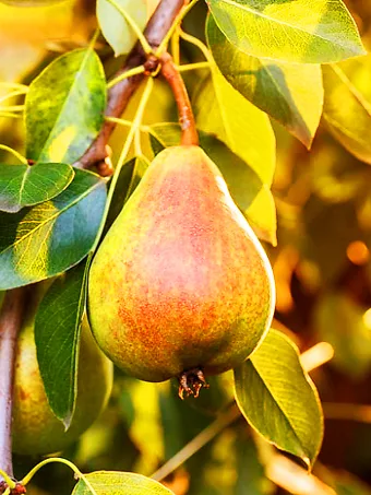 Buy Bartlett Pear Trees Online