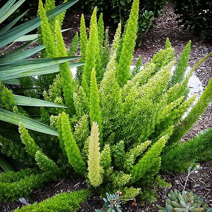 Foxtail Fern For Sale Online | The Tree Center