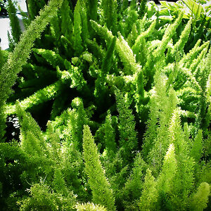 Foxtail Fern For Sale Online | The Tree Center