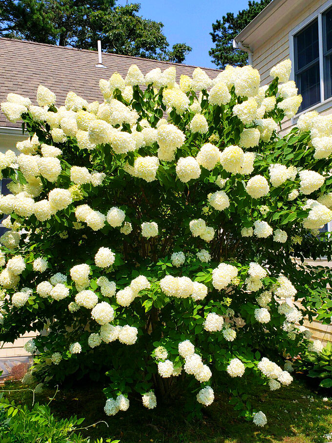 Buy Hydrangeas Hydrangeas For Sale Online The Tree Center