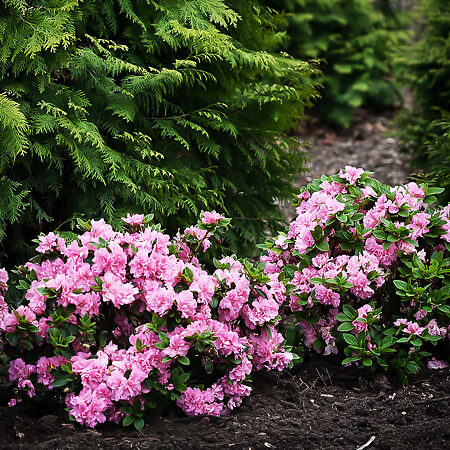 Pink Double Bloom-A-Thon® Azaleas For Sale Online | The Tree Center