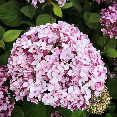 Pinkerella Hydrangea For Sale Online | The Tree Center