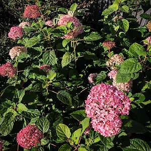 Pinkerella Hydrangea For Sale Online | The Tree Center