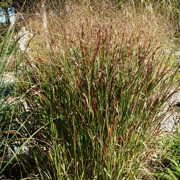 Prairie Flame Switch Grass For Sale Online | The Tree Center