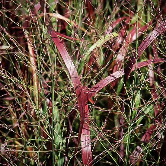 Prairie Flame Switch Grass For Sale Online The Tree Center