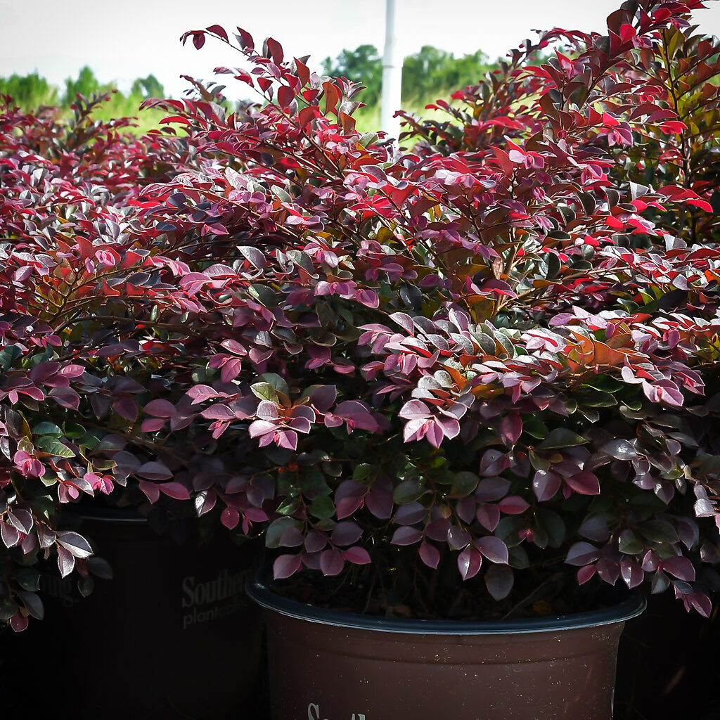 purple-daydream-loropetalum-for-sale-online-the-tree-center