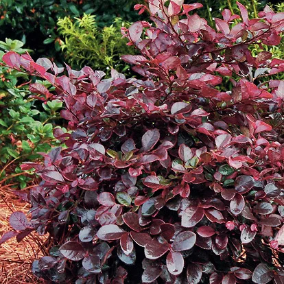 Purple Diamond® Loropetalum For Sale Online | The Tree Center