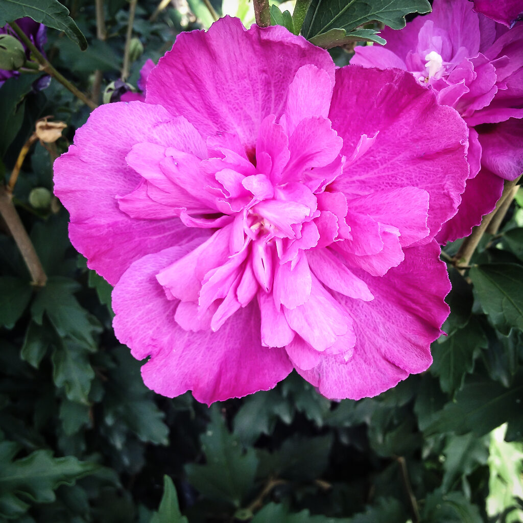 Raspberry Smoothie™ Hardy Hibiscus For Sale Online | The Tree Center